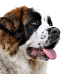 Moscow guard dog temperament and breed description