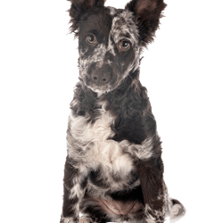 Mudi dog, breed description of the Merle dog