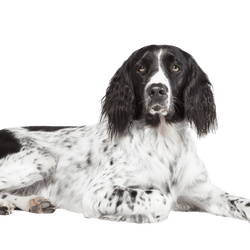 Münsterländer profile picture Münsterländer dog breed description