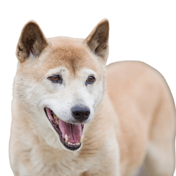 New Guinea Dingo