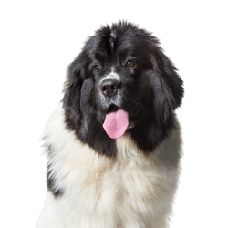 Newfoundland cut out on white background, breed description of big dog with white black coat