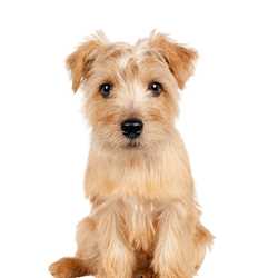small brown dog with medium length coat, small red dog, Norfolk Terrier