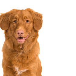 Dog,Mammal,Vertebrate,Dog breed,Canidae,Carnivore,Nova scotia duck tolling retriever,Retriever,Golden retriever,Sporting Group,