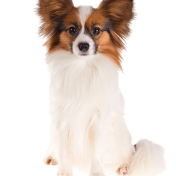 Carillon: Character & - Breed dogbible