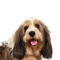 Basset Griffon Vendeen, Petit Basset Griffon Vendeen, medium sized dog breed with floppy ears, tricoloured dog breed from France, French dog for hunting, hunting dog, rough haired dog, dog with rough coat