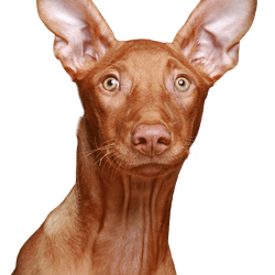 Kelb tal Fenek, Pharaoh Dog Breed Description