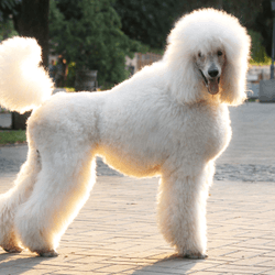 Poodle white Poodle breed description