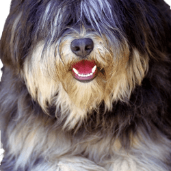 Portuguese shepherd dog portrait
