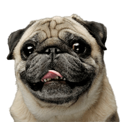 Pug dog breed description