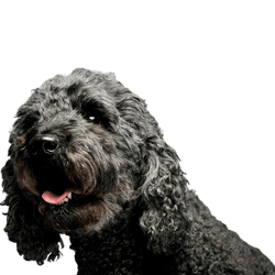 Pumi dog from Hungary, breed description