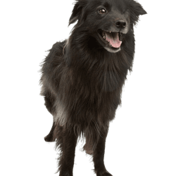 Pyrenean shepherd dog standing