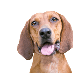 Redbone Coonhound breed description, dog with floppy ears, brown red dog breed from America, not recognized dog breed with big ears, big hunting dog, dog similar to Magyar Vizsla, dog similar to Foxhound, red breed