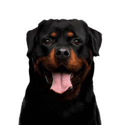 Dog,Mammal,Vertebrate,Canidae,Dog breed,Rottweiler,Carnivore,Snout,Molosser,Working dog,