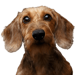 Dog,Mammal,Vertebrate,Dog breed,Canidae,Carnivore,Companion dog,Styrian coarse-haired hound,Snout,Sporting Group,