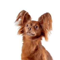 Russkiy Toy red brown, small dog breed from Russia, Russian dog breed, Terrier, Russian Toy Terrier, hanging ears with long fur, dog similar to Chihuahua