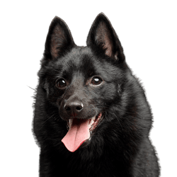 Breed description Schipperke