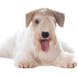 Sealyham Terrier breed description, city dog, small beginner dog white with wavy coat, triangle ears, dog with lots of hair on muzzle, family dog, dog breed from Wales, dog breed from England, British dog breed