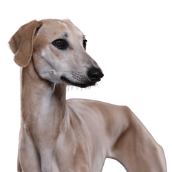 Sloughi, Arabian Greyhound, Skinny Big Dog, Blonde Dog, Big Dog Breed