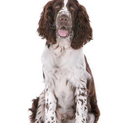 strejke lustre logo Sprocker Spaniel: Character & Ownership - Dog Breed Pictures - dogbible