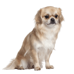 Tibetan Spaniel breed description and temperament