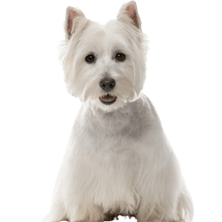 West Highland White Terrier character description and more, small white dog with STehohren from Scotland