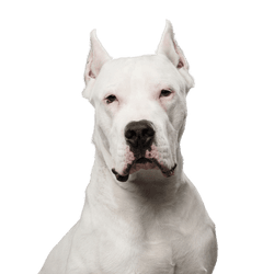 Dog,Mammal,Vertebrate,Canidae,Dog breed,Dogo argentino,Cordoba fighting dog,Carnivore,English white terrier,Bull and terrier,