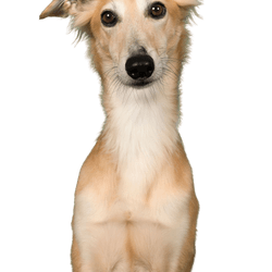 Dog,Mammal,Vertebrate,Dog breed,Canidae,Longhaired whippet,Carnivore,Whippet,Silken windhound,Companion dog,