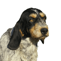 Retrato de un perro Grifón de Gascuña azul