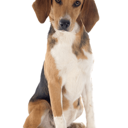 Joven Beagle Harrier delante de un fondo blanco