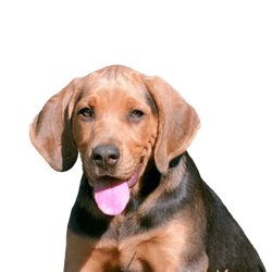 Cachorro polaco en el jardín de primavera