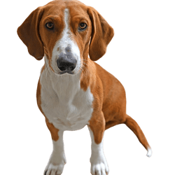 Descripción de la raza Drever, perro pequeño, marrón y blanco con orejas caídas