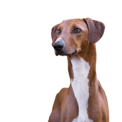 Azawakh es un galgo africano, descripción de la raza de un perro rápido