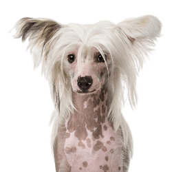 Descripción de la raza de perro chino con cresta o desnudo