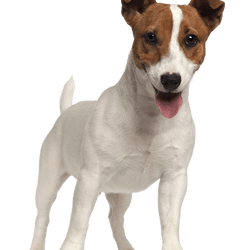 Descripción de la raza Jack Russell Terrier