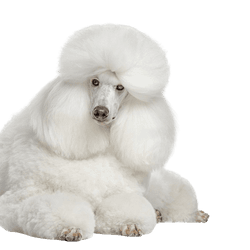 Descripción de la raza King Poodle