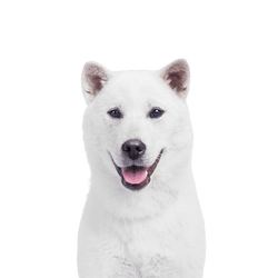 perro blanco japonés llamado Kishu, descripción de la raza