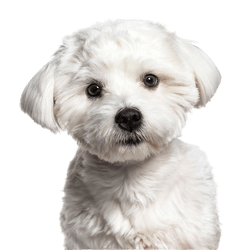 Descripción de la raza de un perro maltés, pequeño perro blanco con pelaje ligeramente rizado