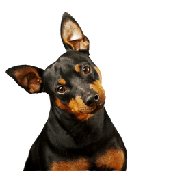 Pinscher enano, Pinscher mini, Pinscher de juguete