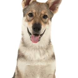 Descripción de la raza Wolfhound de Tamasco