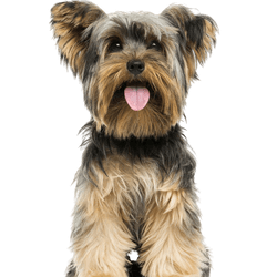 Descripción de la raza de perro Yorkshire Terrier