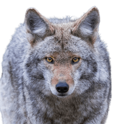 Lobo de las praderas, Descripción de la raza del coyote, Lobo ancho, Lobo americano del desierto, Lobo americano, Lobo estepario, Ancestro del perro