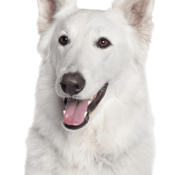 Descripción de la raza de perro pastor blanco suizo