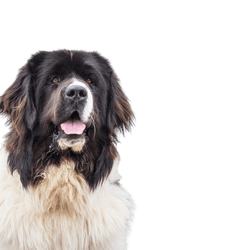 Descripción de la raza de perro Landseer