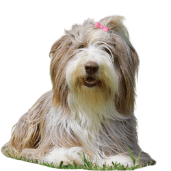 Perro Bearded Collie