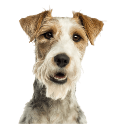 Descripción de la raza Fox Terrier