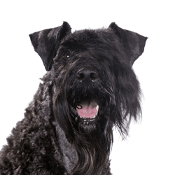 Kerry Blue Terrier, perro negro en la pradera, perro con cola corta, perro con rizos, perro parecido al Schnauzer, raza de perro azul, perro irlandés, perro de Irlanda, raza de perro con cola rizada y mucho pelo en la cara