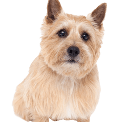 Descripción de la raza Norwich Terrier que se parece mucho al Norfolk Terrier, perro con orejas puntiagudas, temperamento del perro Norwich Terrier, raza de perro pequeño y marrón, perro pequeño y marrón, raza de perro de Gran Bretaña