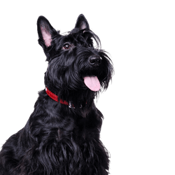 Scottish Terrier negro, perro pequeño con pelaje negro, perro con pelaje largo, raza de perro negro, orejas picudas, perro con bigote, perro de ciudad, raza de perro para principiantes