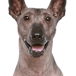 Retrato de perro peruano desnudo