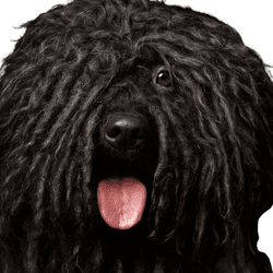 Perro, Vertebrado, Mamífero, Cánido, Raza de perro, Perro de pastor bergamasco, Perro de aguas portugués, Terrier ruso negro, Carnívoro, Grupo deportivo, Perro de la fregona, Raza de perro húngaro, Puli negro, Perro negro grande de pelo largo